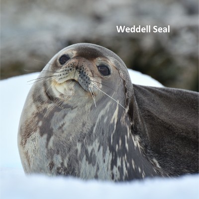 Weddell Seal